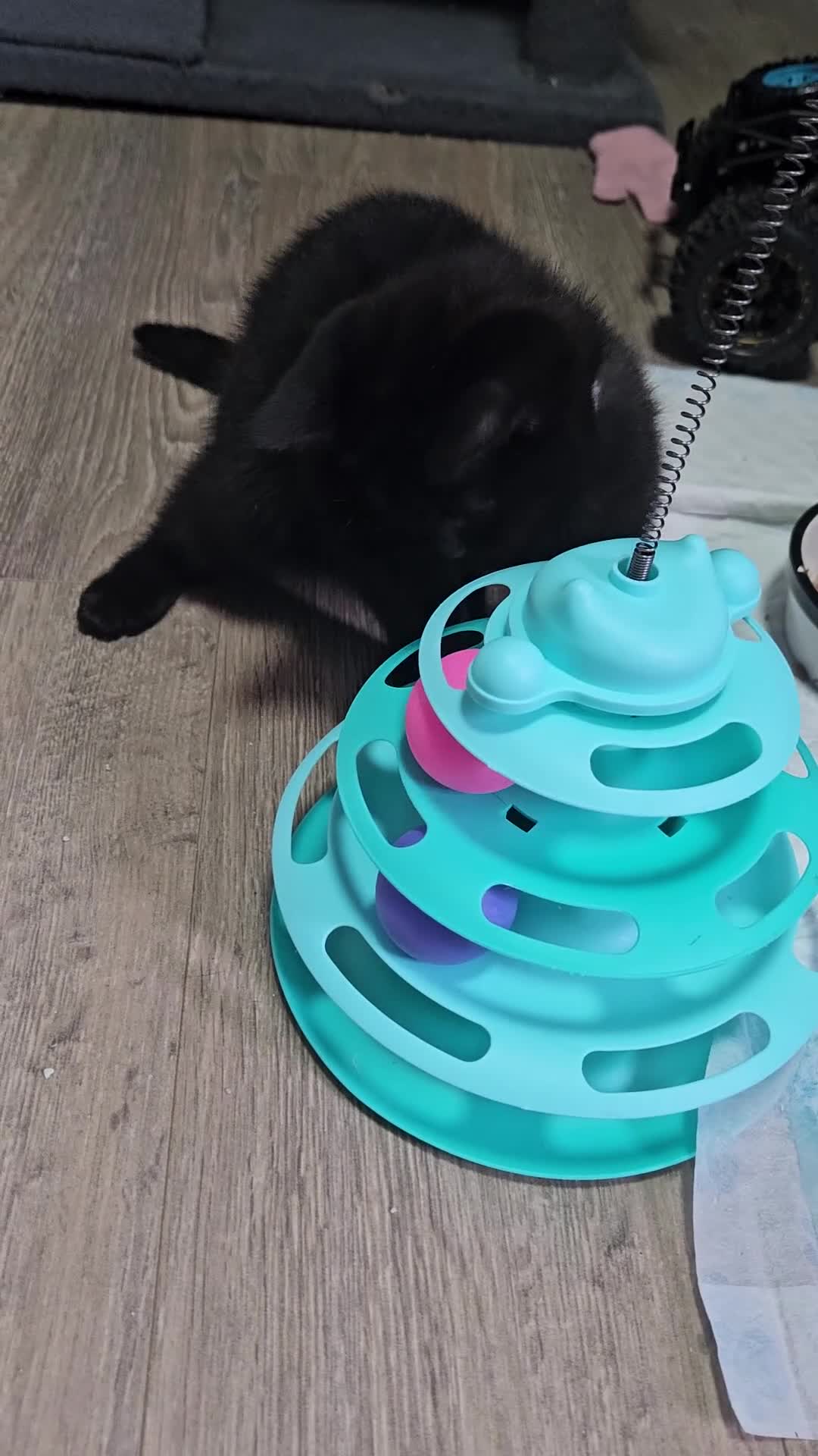 Mixed Breed cats for sale: mixed breed kittens - Video 1