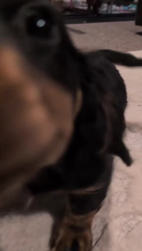 Miniature Dachshund dogs for sale: Male Miniature Dachshund Puppy  - Video 3