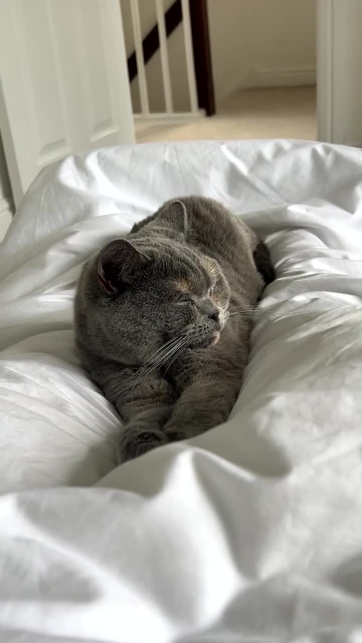 British Shorthair cats for sale: GCCF Registered Blue tortie British shorthair  - Video 2