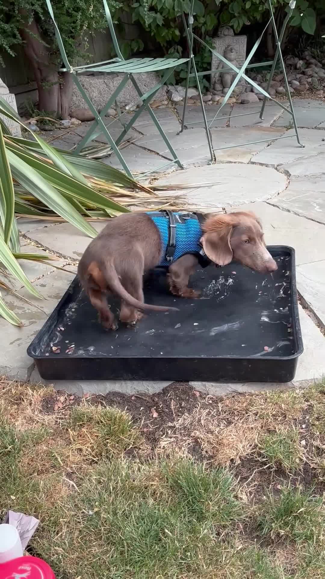 Dachshund dogs for sale: Lilac Tan long haired beautiful boy Dachshund  - Video 1