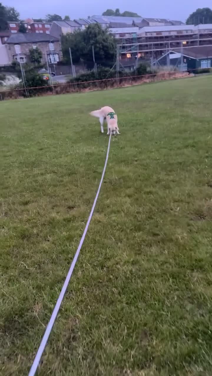 Golden Retriever dogs for sale: Golden Retriever  in Pontypool - Video 2