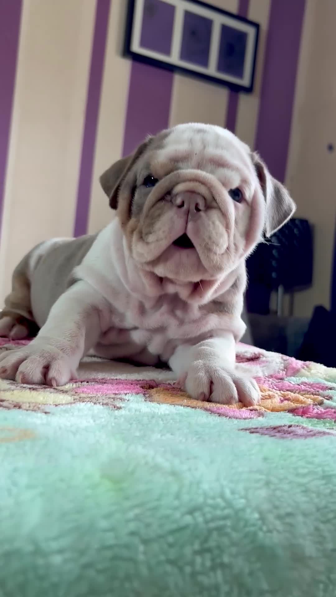 English Bulldog dogs for sale: Mr muscles pup 7 weeks old ready to go 28th  - Video 1