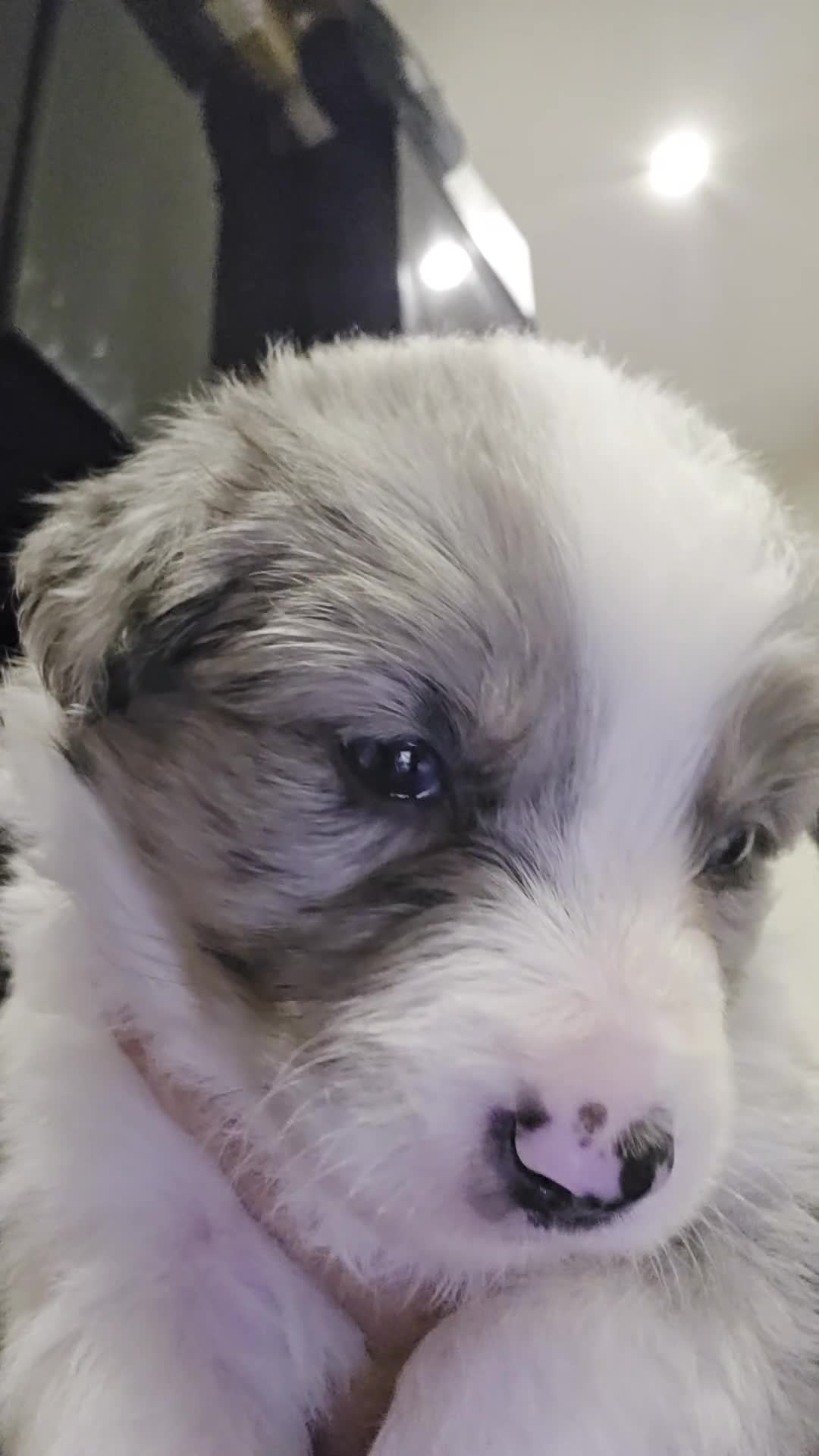 Border Collie dogs for sale: ​Border Collie Pups: Rare Slate Merle & B/W - Video 1