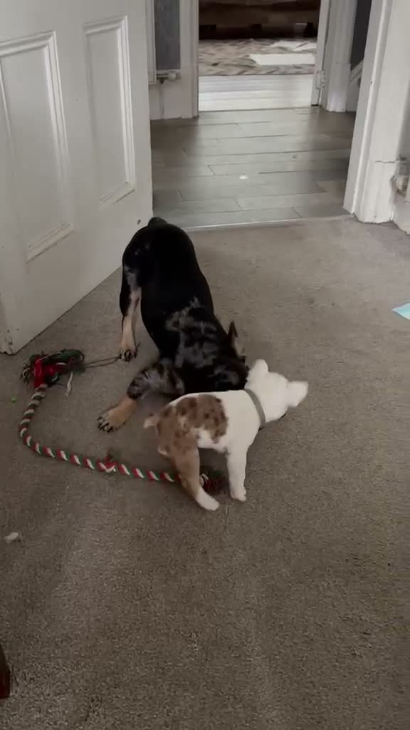French Bulldog dogs for sale: Special unique Frenchton puppy (Frenchie x Boston) - Video 1