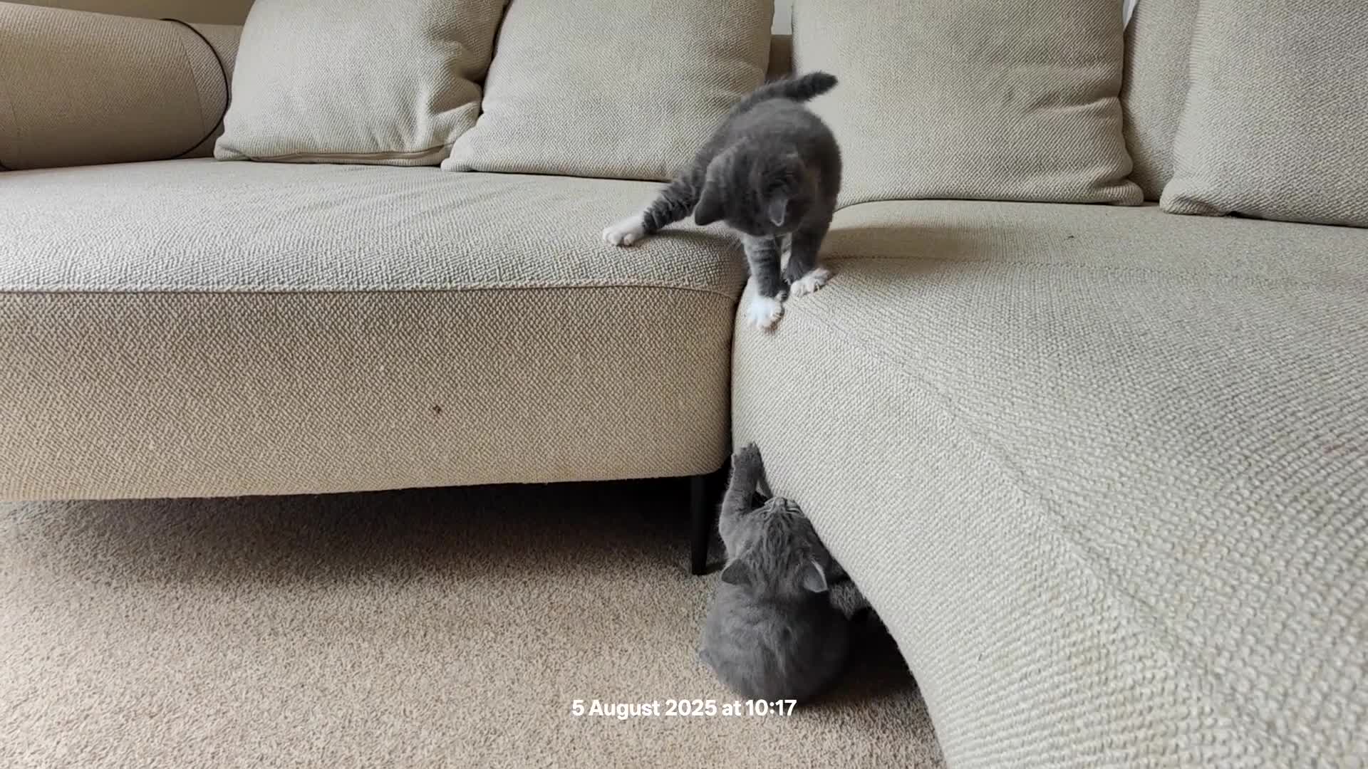 British Shorthair cats for sale: British Shorthair Kittens - Video 2