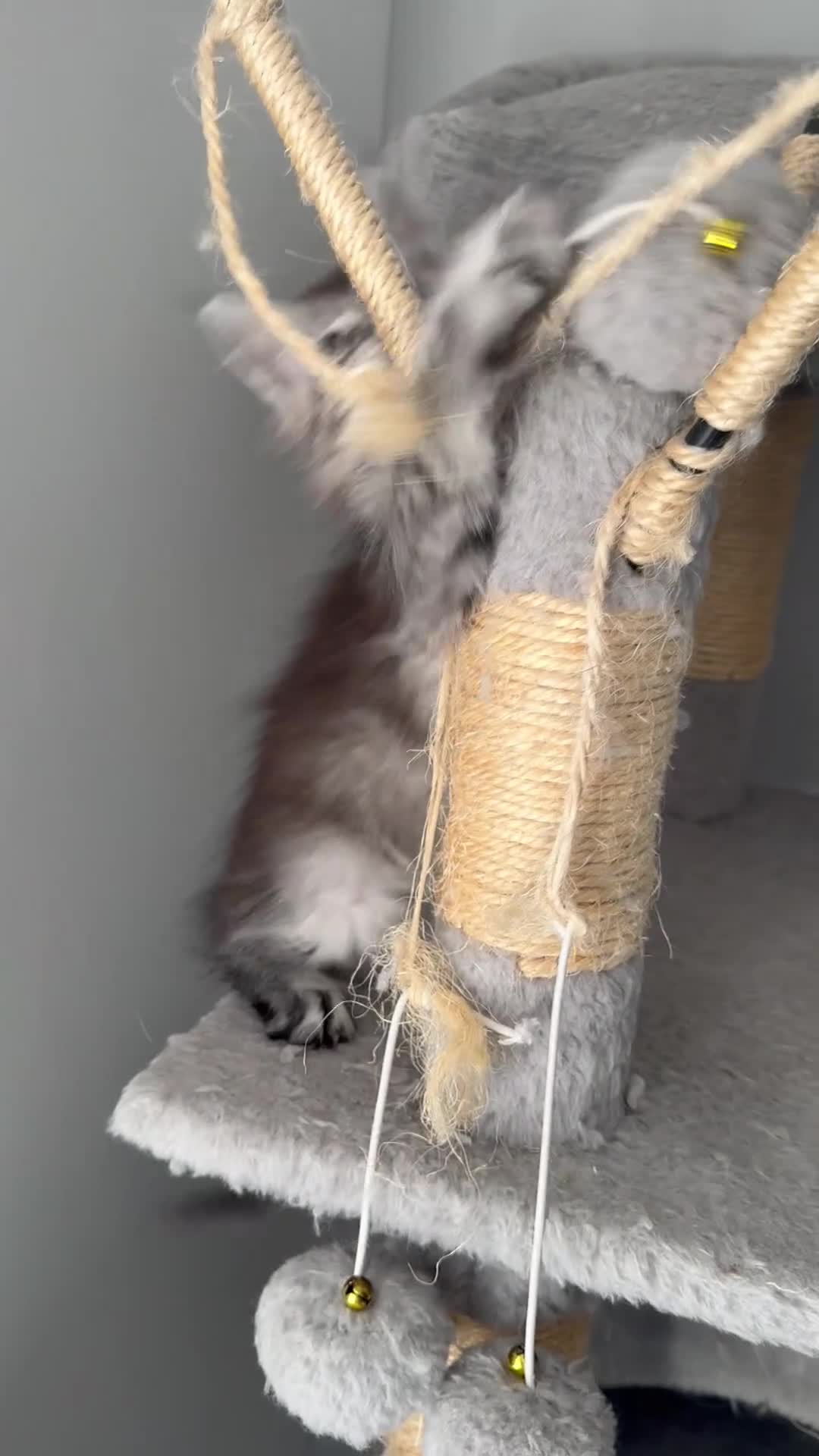 Maine Coon cats for sale: GCCF REG Blue ticked (a25 ) Tabby Female Kitten - Video 1