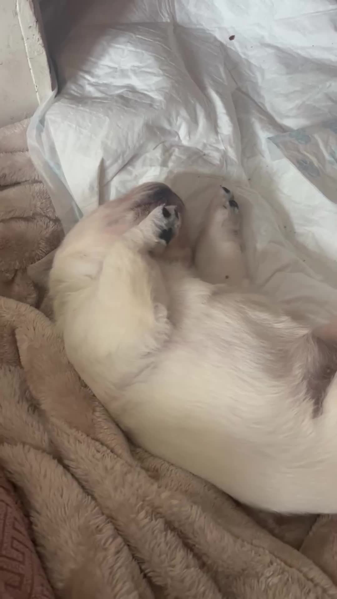 Goldador dogs for sale: Last one girl Champion Bloodline Goldador - Video 3