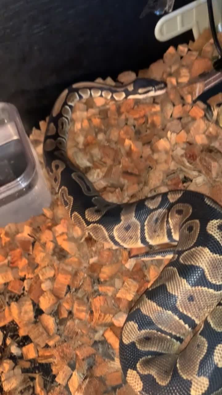 Python Snake reptiles for sale: Ball python and viv in Bilston - Video 2