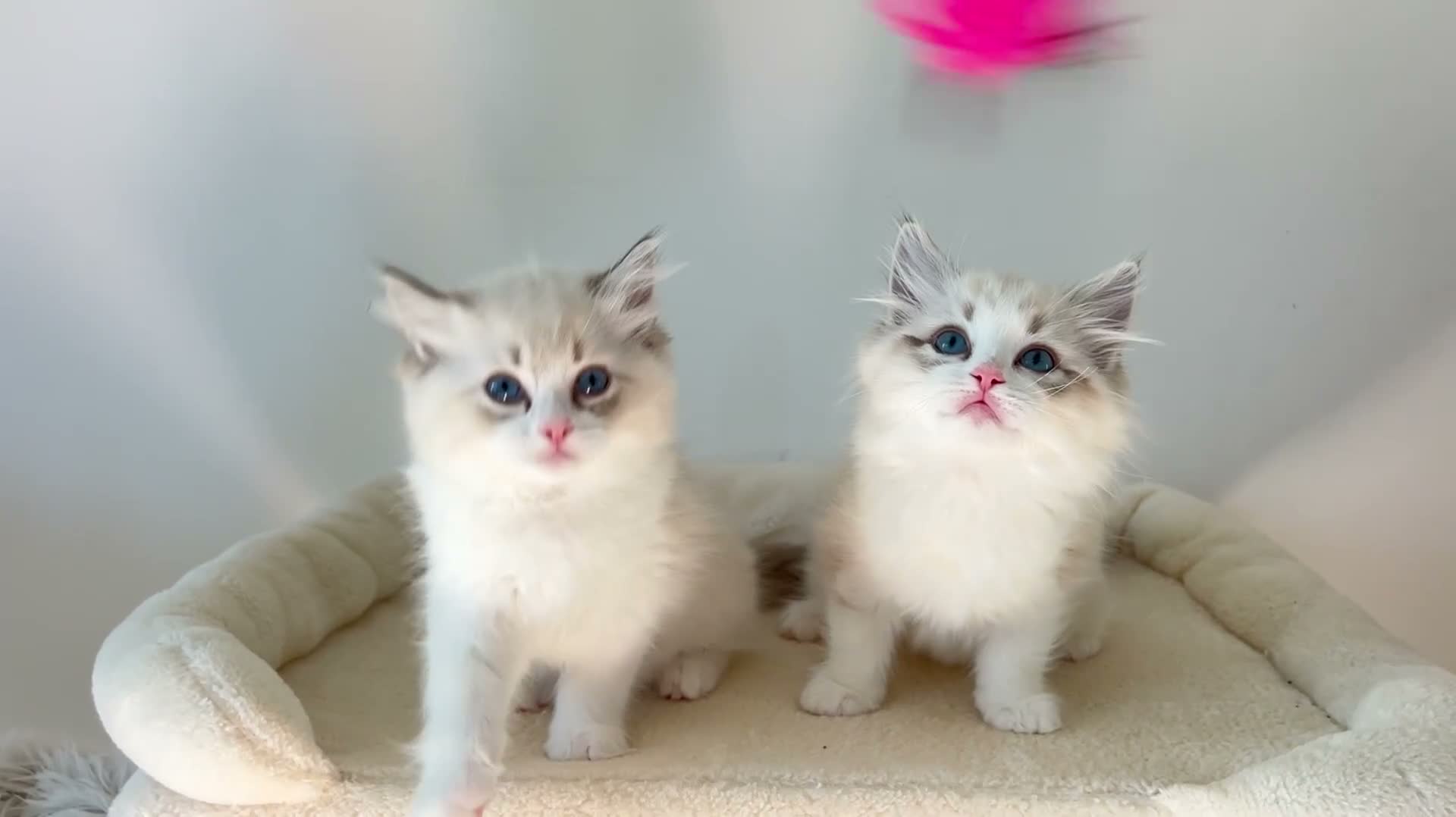 Ragdoll cats for sale: READY NOW Bicolour Lynx Ragdoll kittens - Video 4