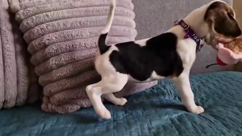 Beagle dogs for sale: Beautiful beagle puppies  - Video 2