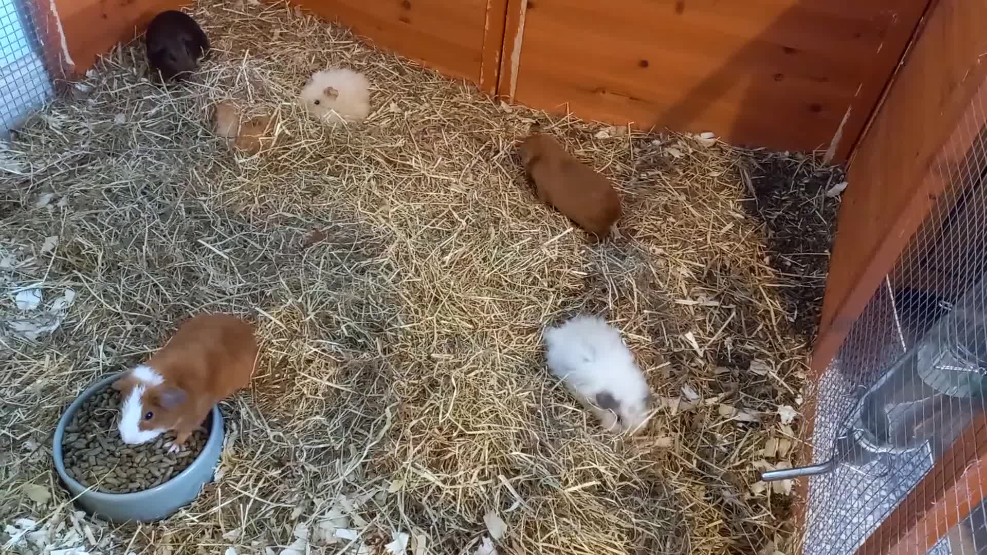 Guinea Pig rodents for sale: Baby guinea pigs  - Video 1