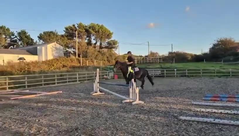 Other Breed horses for sale: 15.3h Bay gelding allrounder   - Video 1
