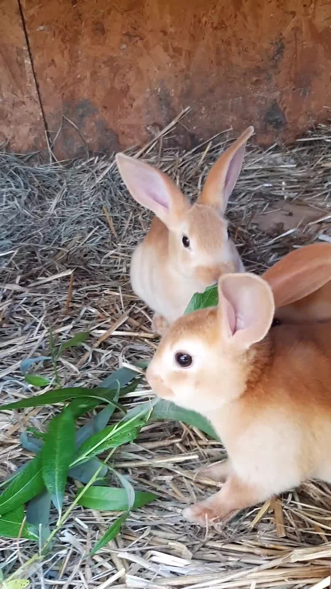 Rex rabbits for sale: Orange rex babies - Video 1