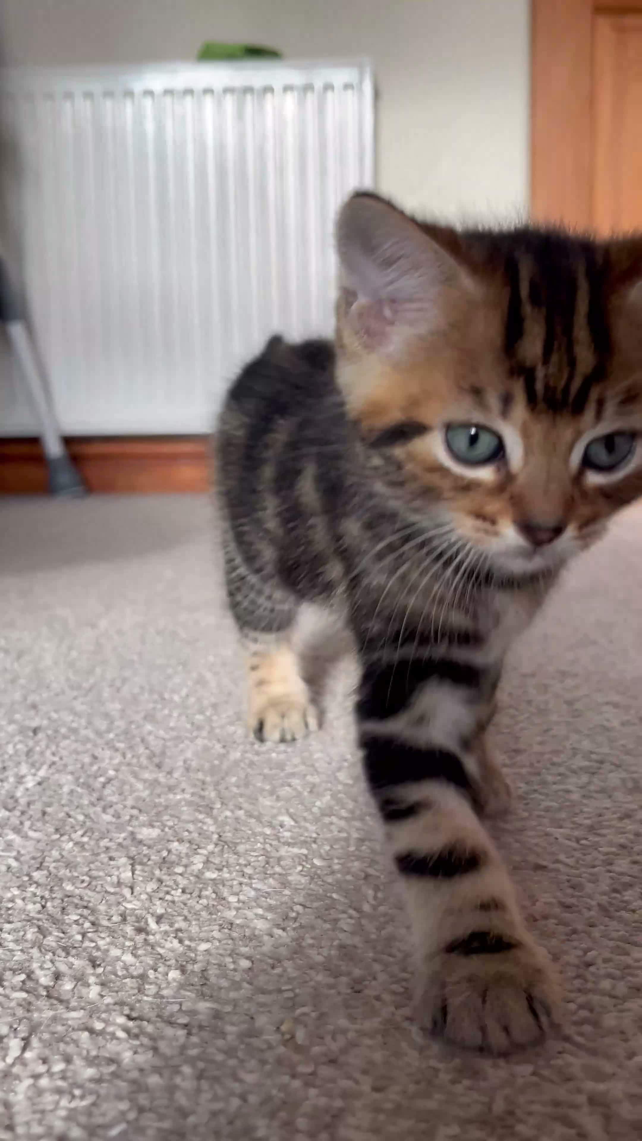 Mixed Breed cats for sale: kittens ready to leave now  - Video 1