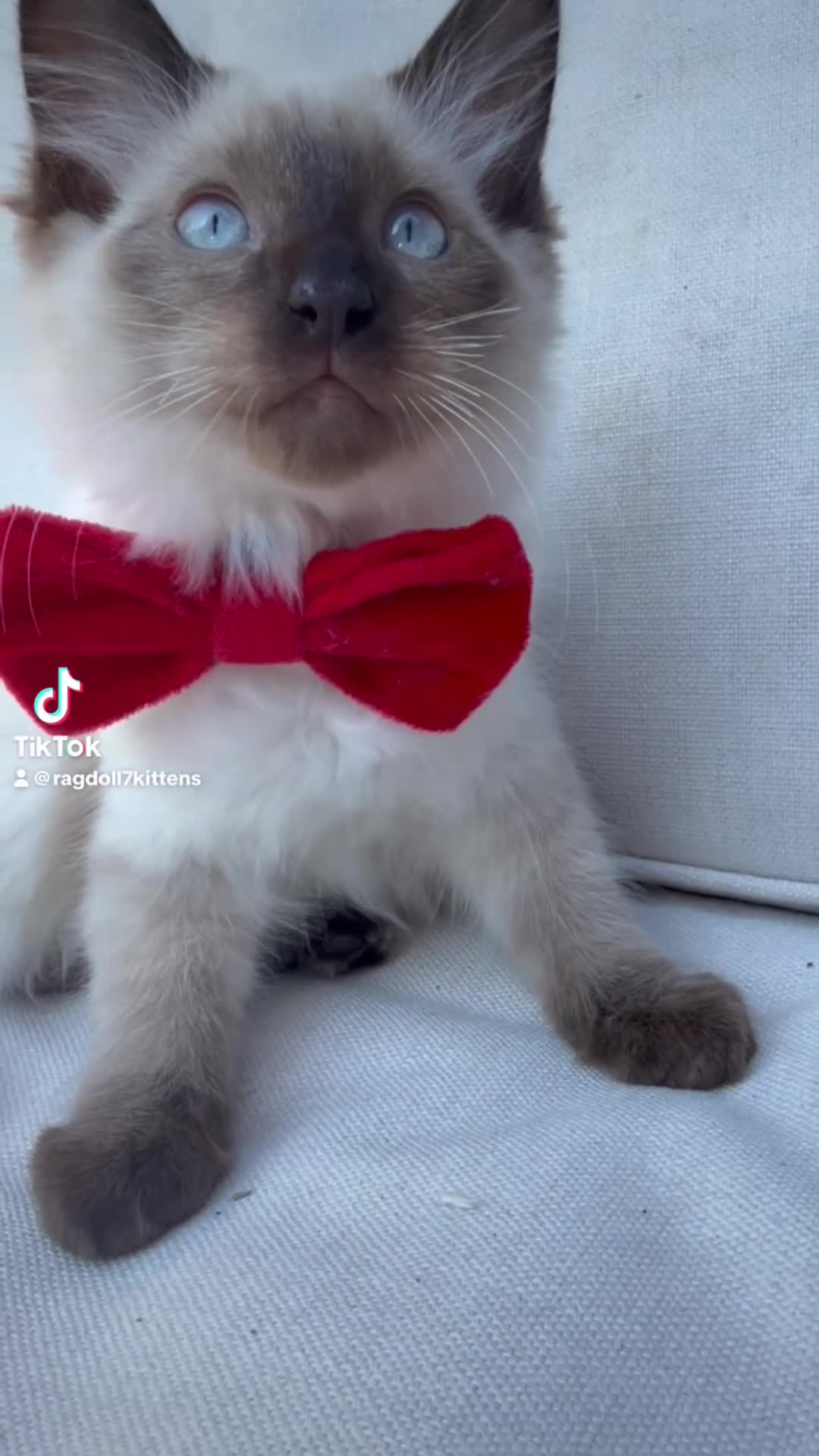 Ragdoll cats for sale: Family Raised Ragdoll Kittens} - Video 2