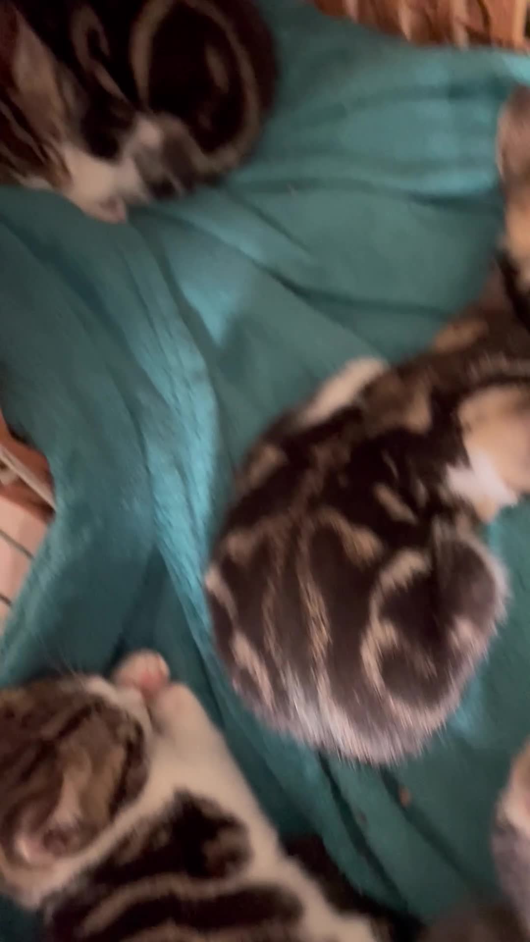 Bengal cats for sale: Gorgeous Half Bengal Female - Video 1