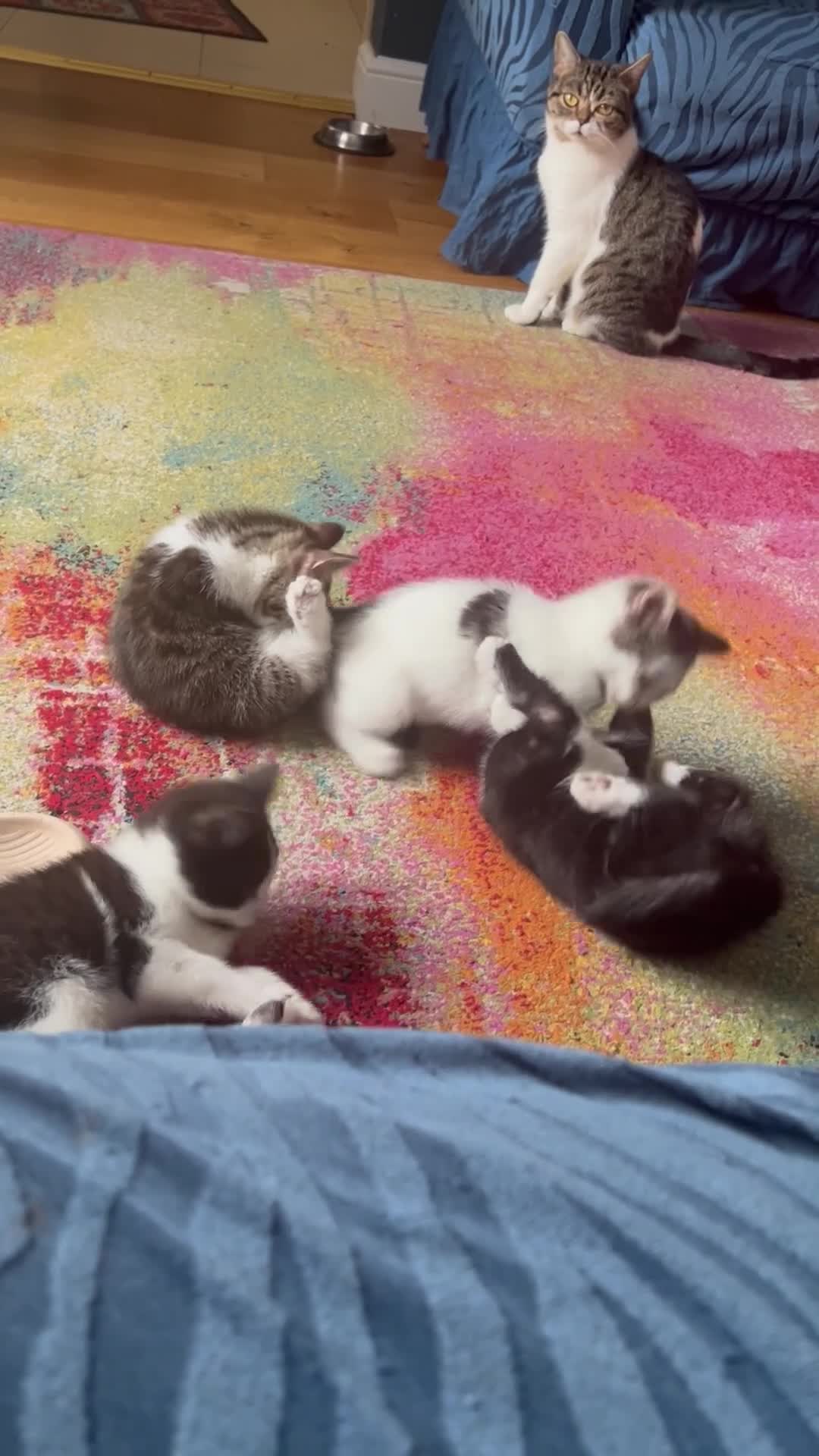 Mixed Breed cats for sale: Cheeky kittens - Video 1