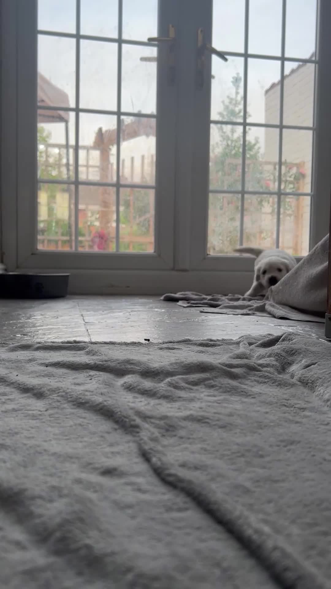 Golden Retriever dogs for sale: Last girl remaining  in Doncaster - Video 1