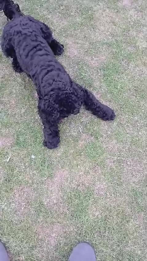 Cockapoo dogs for sale: Cockerpoo for sale - Video 1