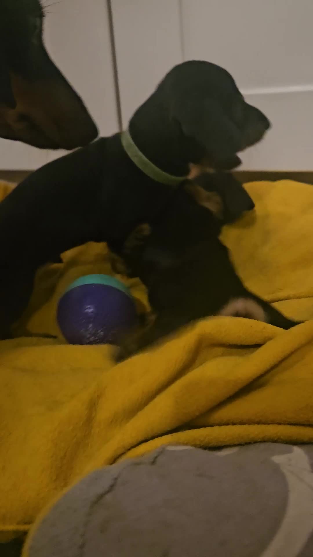 Miniature Dachshund dogs for sale: Miniature dachshund male puppies - Video 2