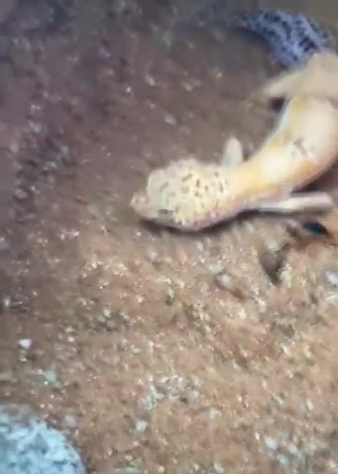 Leopard Gecko reptiles for sale: Leopard Ghekko Female with Full setup - Video 1