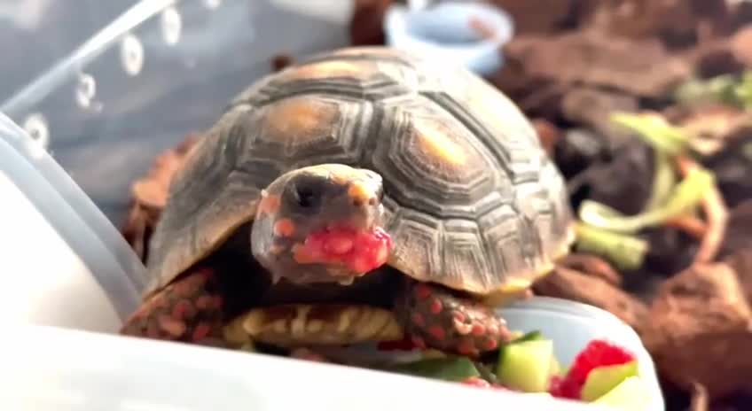 Tortoise reptiles for sale: Red foot tortoise  in Birmingham - Video 1