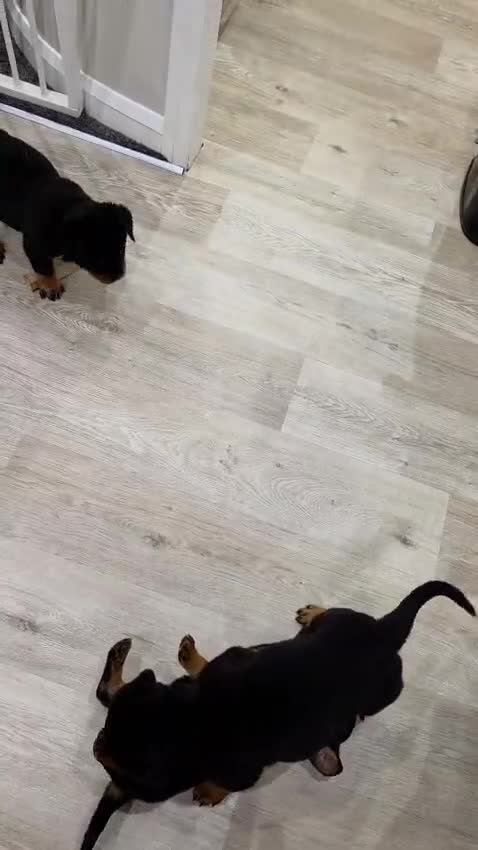 Rottweiler dogs for sale: 🐾KC Rottweiler Puppies– Family Raised – 27th Jun - Video 1