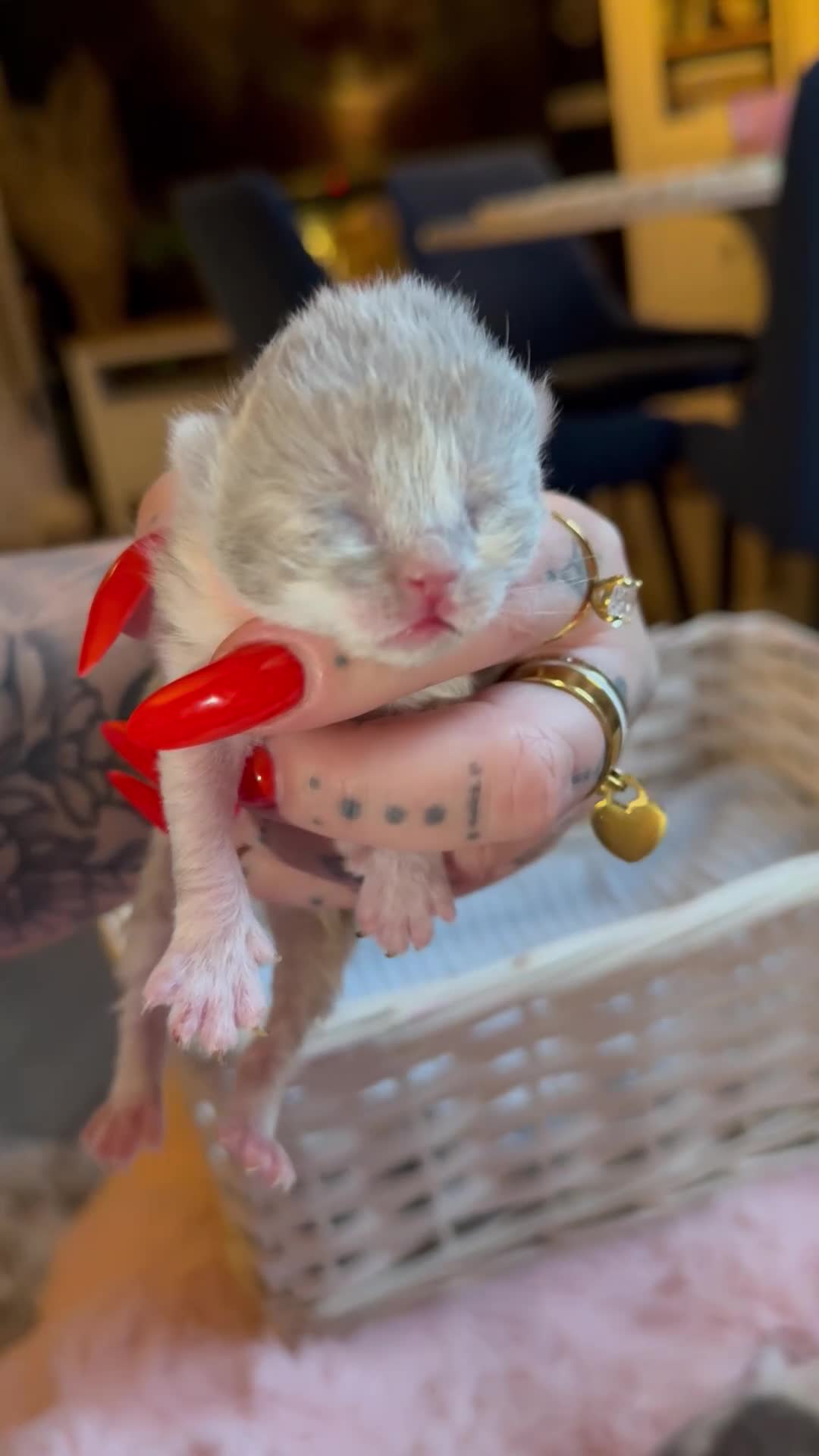 British Shorthair cats for sale: Pure British Shorthair outstanding quality 😻🥇🏆 - Video 2