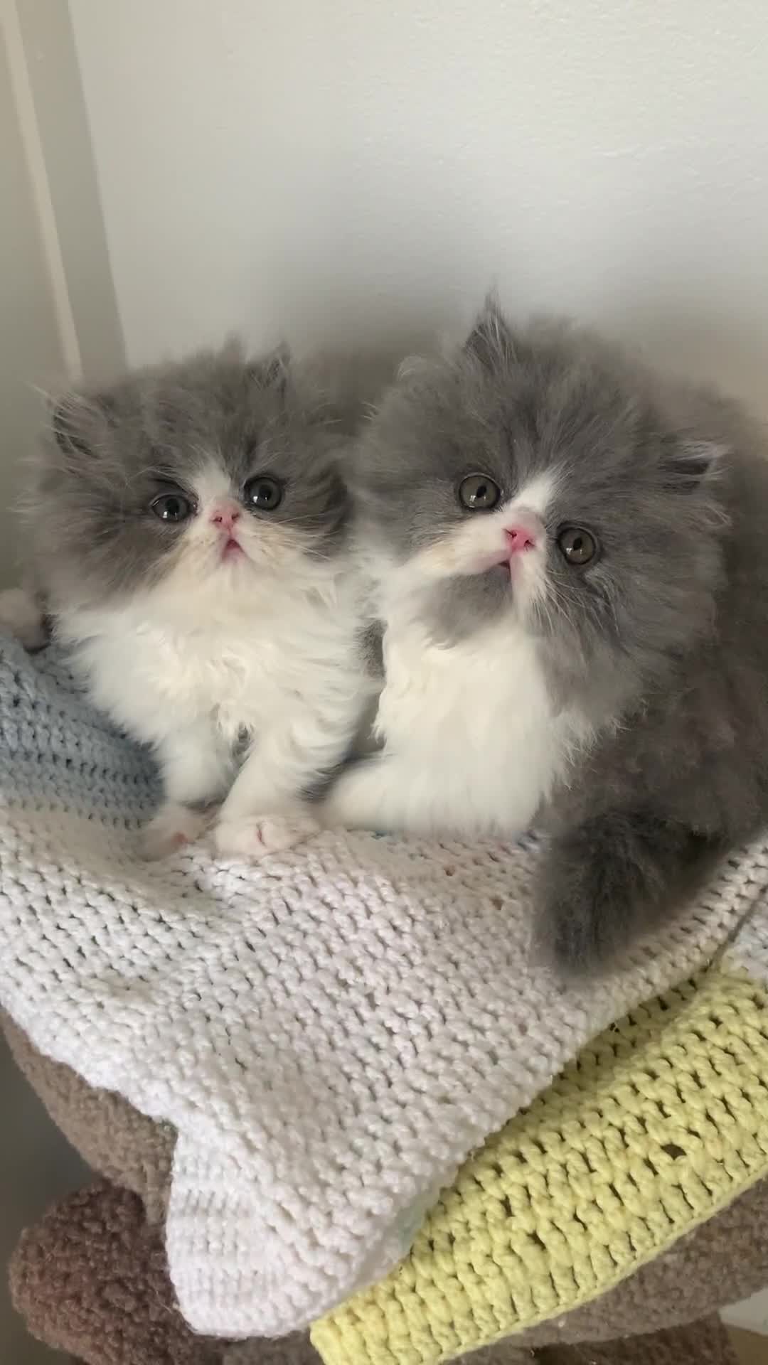 Persian cats for sale: GCCF Reg,Persian Kittens - Video 2