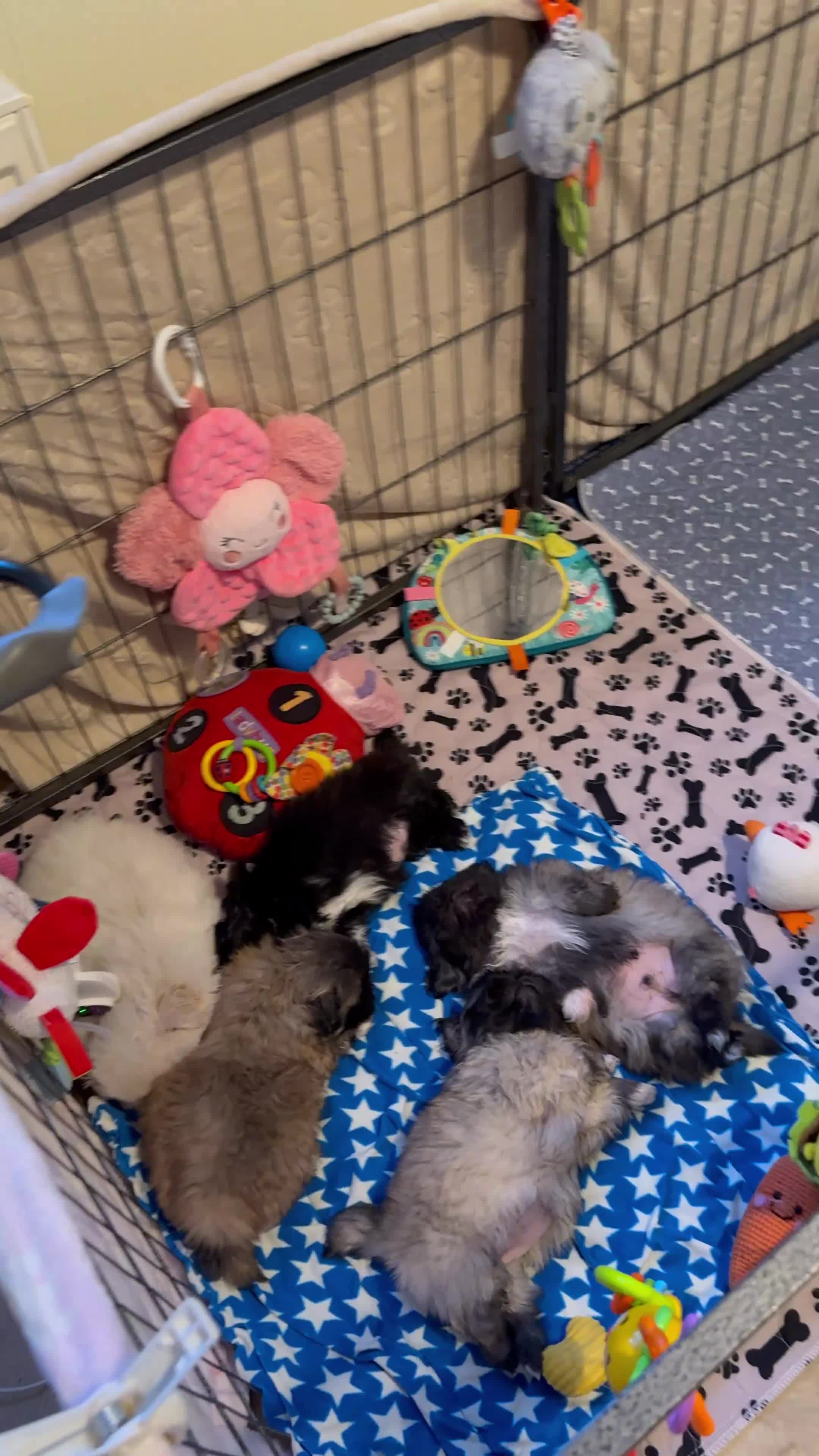 Pekingese dogs for sale: Biggiwigs Pekingese Puppy Availability - Video 3