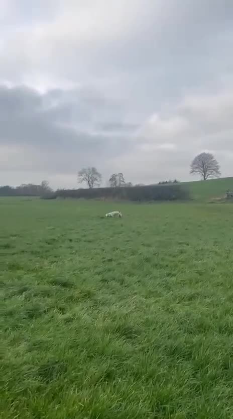 Dalmatian dogs for sale: Delightful Dalmation looking for Love - Video 1