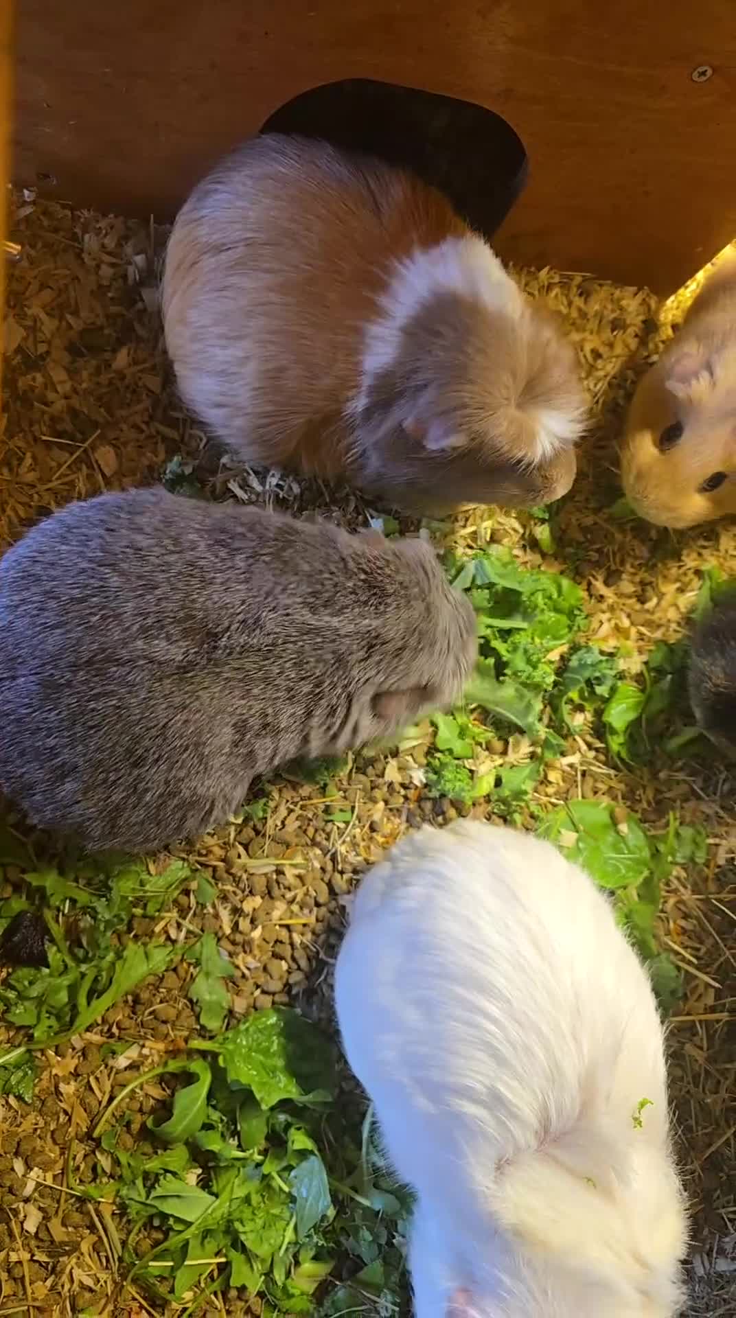 Guinea Pig rodents for sale: Female pigs for sale  - Video 1