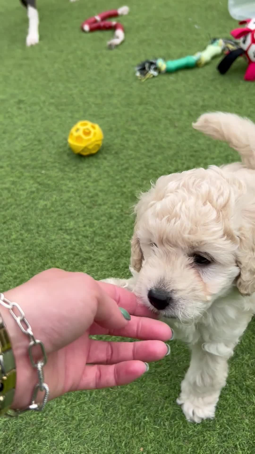 Cockapoo dogs for sale: Blonde beauties, ready to leave Sunday 💎🌸 - Video 1