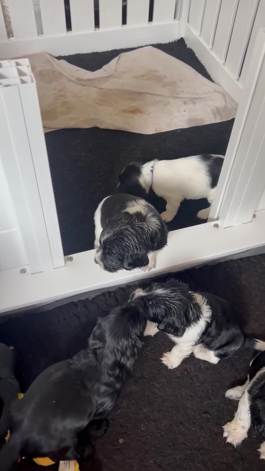 Sprocker dogs for sale: Sprocker Spaniel Puppies - Video 4