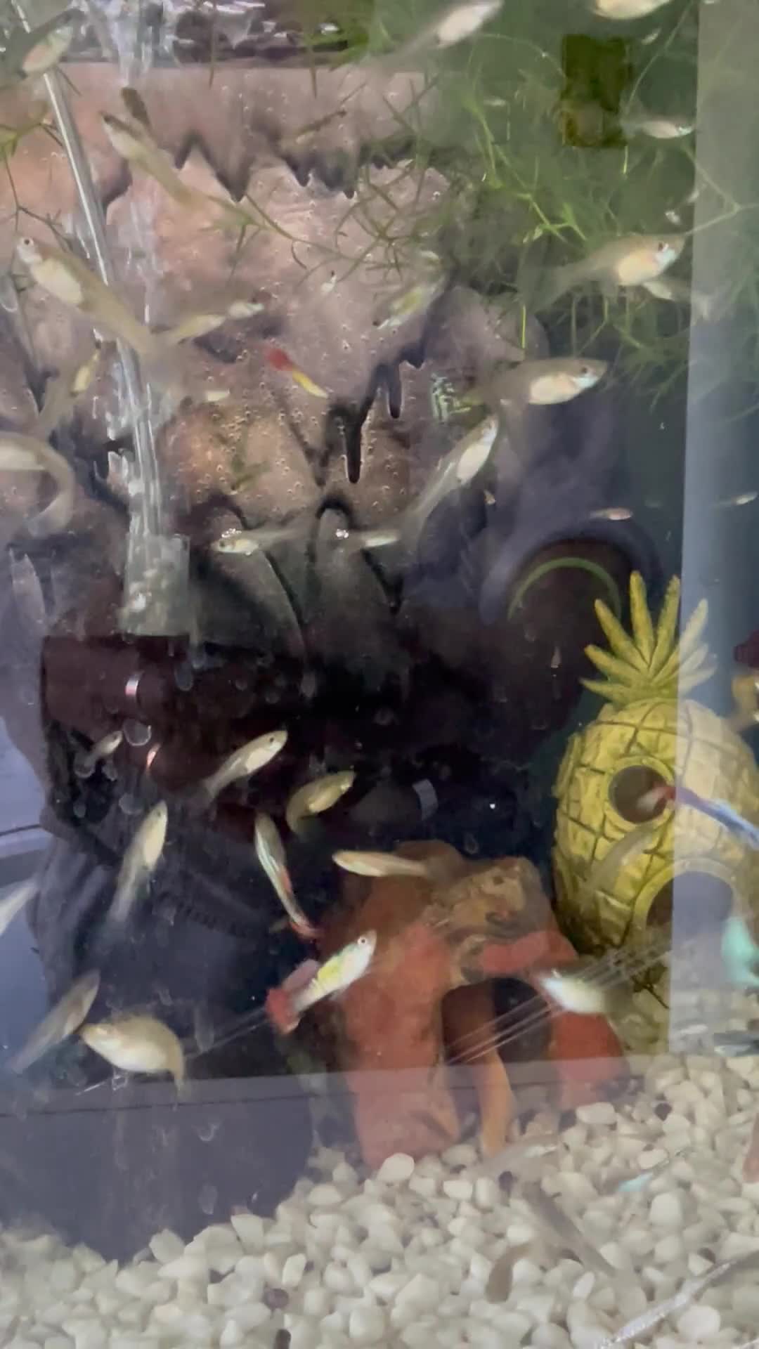 Live Bearers fish for sale: Guppies / cichlid / shrimps/ snails  - Video 5