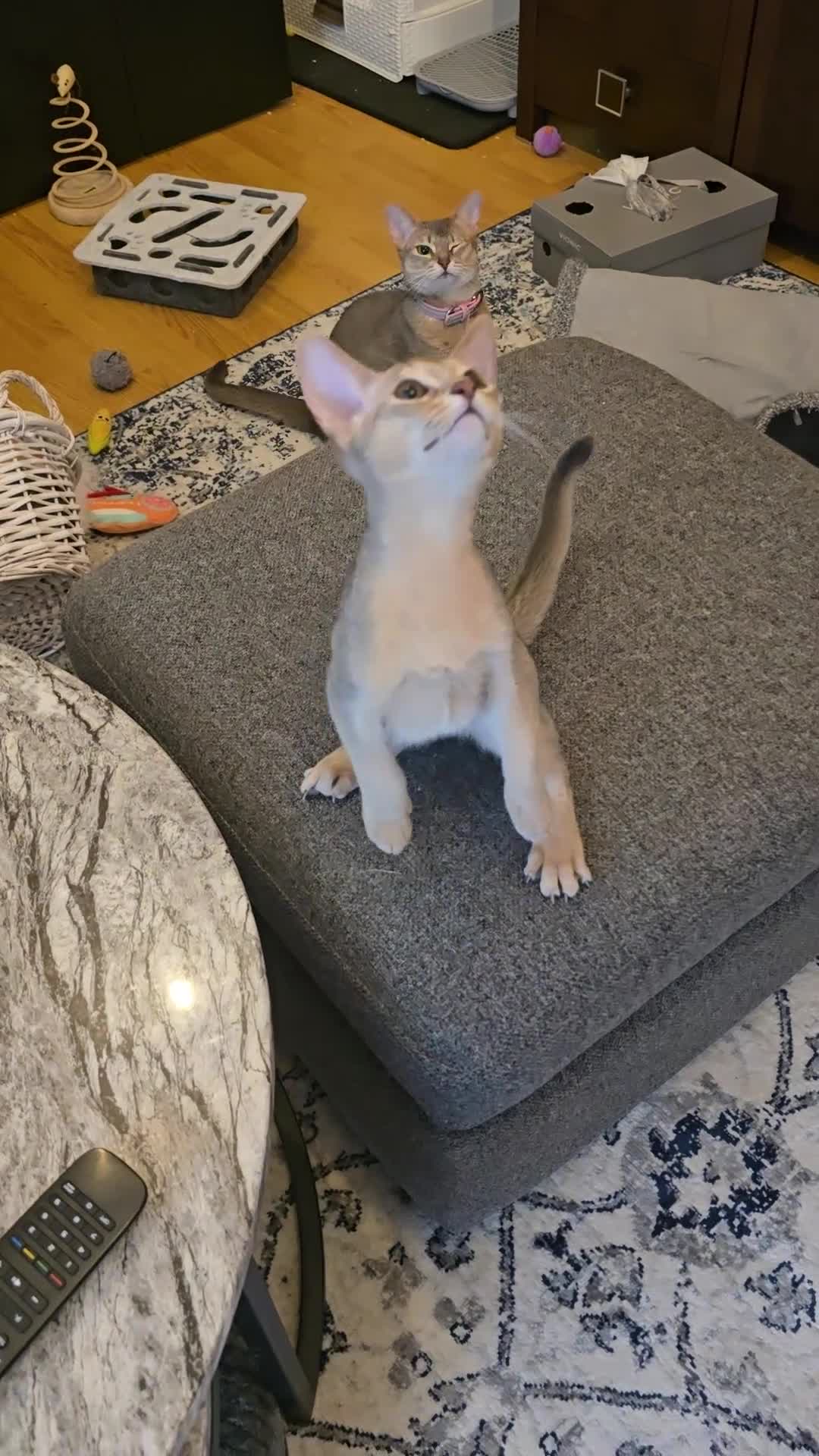 Abyssinian cats for sale: Abyssinian kittens for sale ! Just one boy left - Video 3