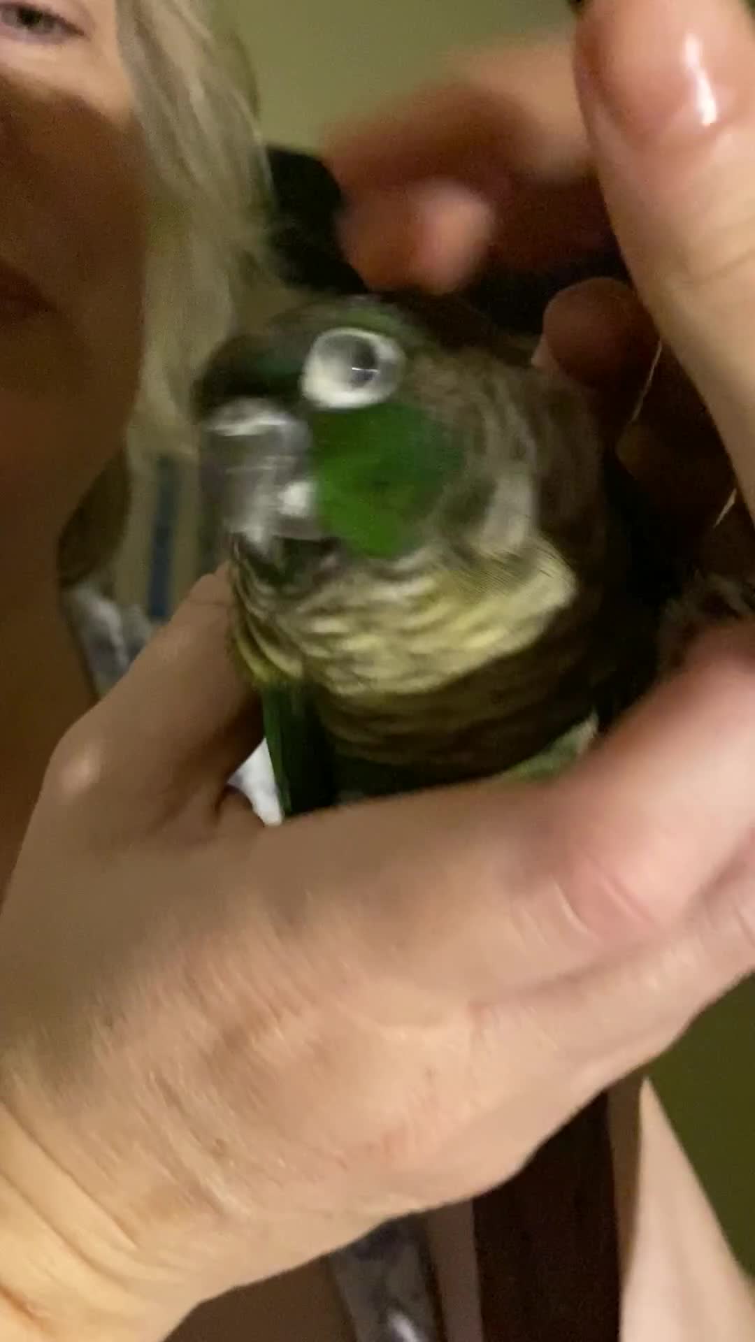 Conures birds for sale: Green cheek conure for sale  - Video 1