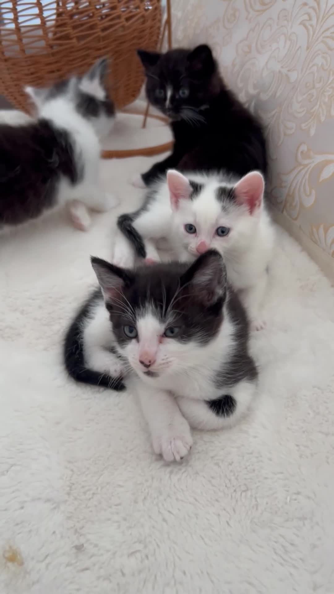 Domestic Shorthair cats for sale: Adorable Tuxedo Kittens Looking For New Homes - Video 5