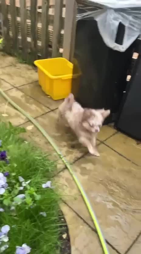Chihuahua dogs for sale: Chihuahua boy lilac marble with blue eyes  - Video 4