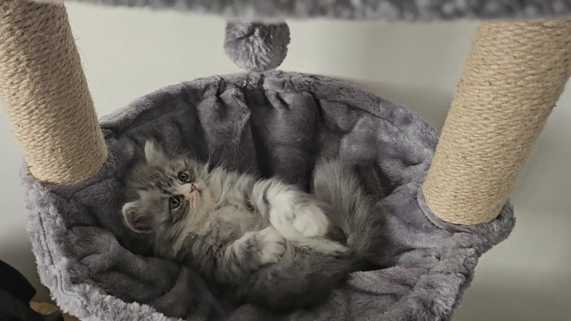 Persian cats for sale: Stuning Persian Girl - Video 3