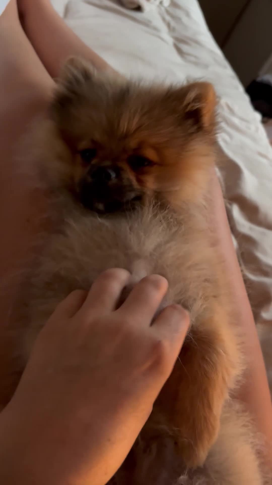 Pomeranian dogs for sale: Mini Pomeranian boy  - Video 1