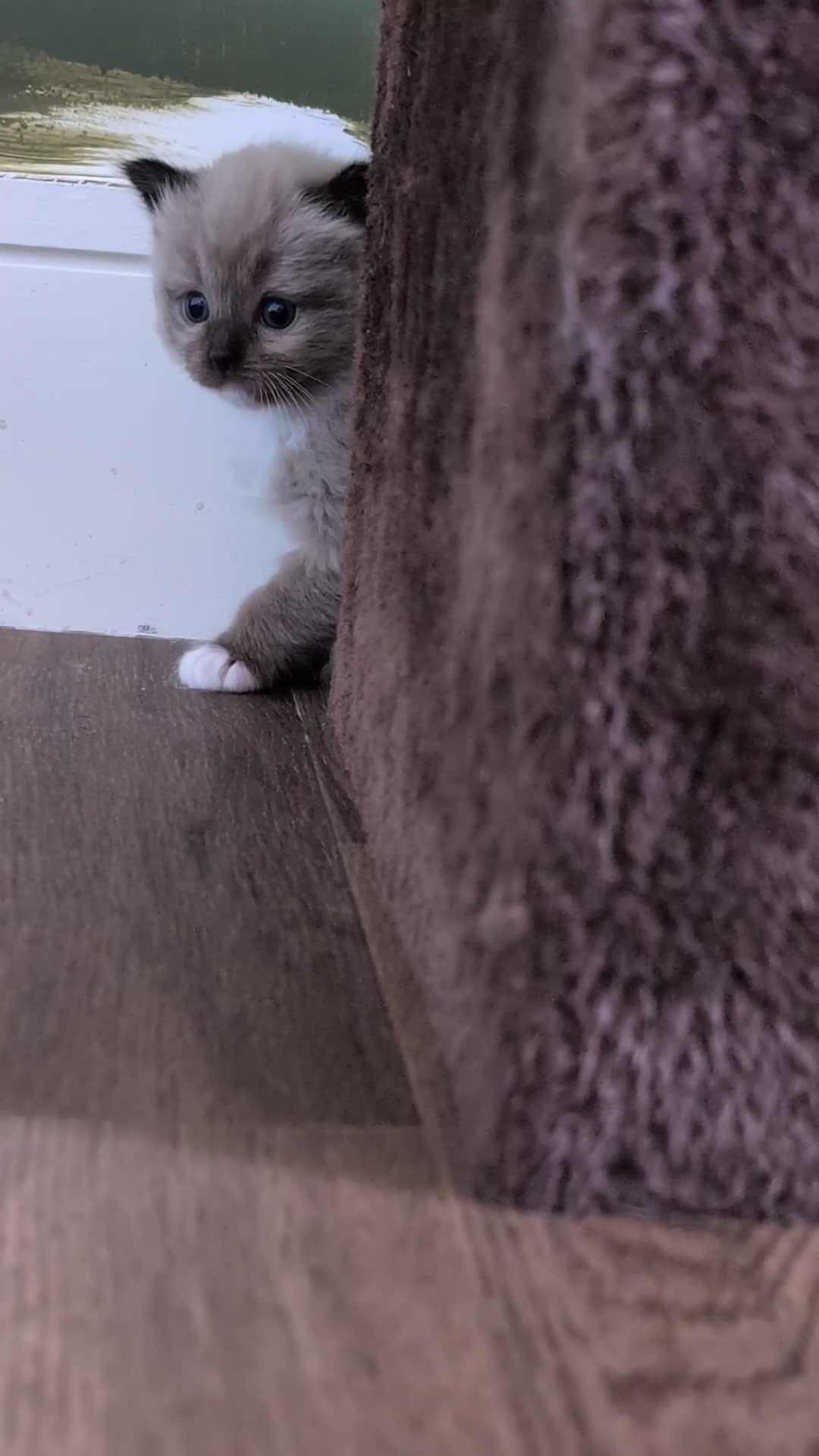 Ragdoll cats for sale: Ragdoll Kittens MINK Boy & girl - Video 1