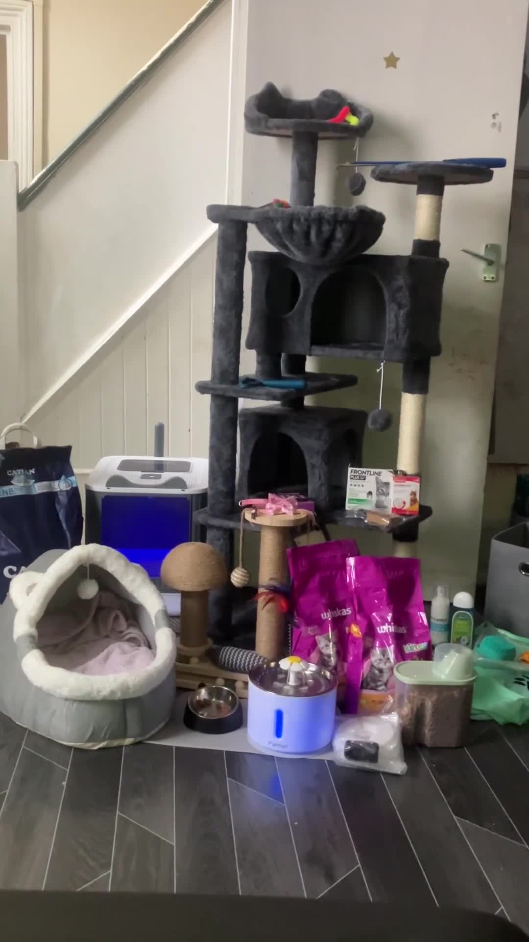 American Shorthair cats for sale: BEAUTIFUL AMERICAN SHORTHAIR 🐈‍⬛ ALL INCLUSIVE 🤩 - Video 2