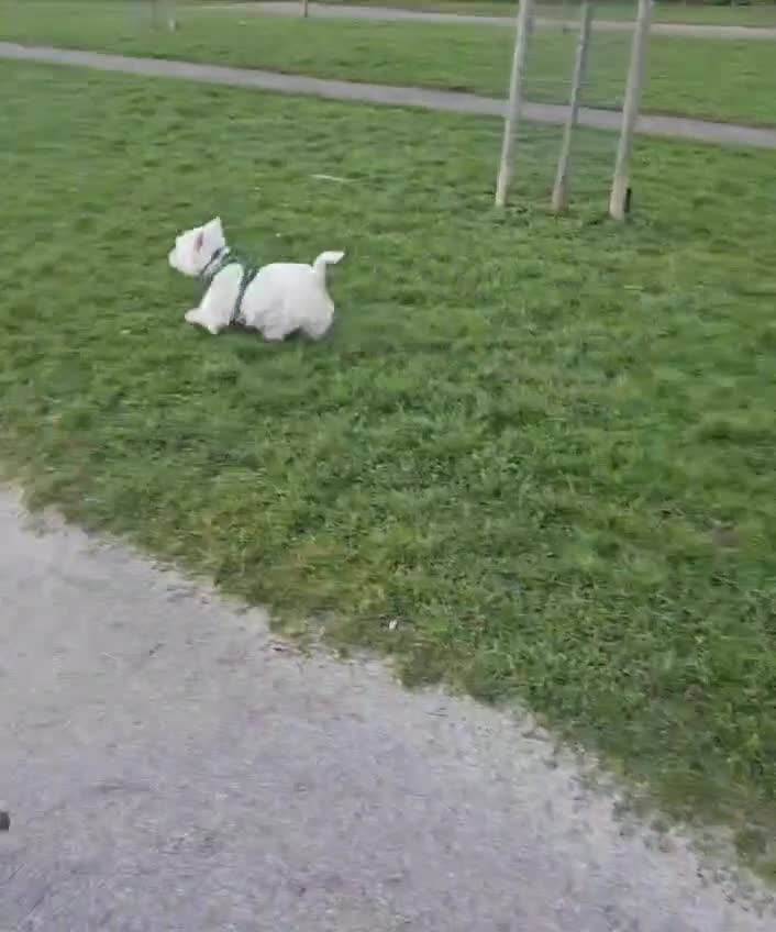 West Highland Terrier dogs for stud: Kennel registered westie for stud in Hounslow - Video 1