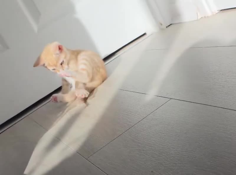 Mixed Breed cats for sale: Beautiful male ginger kitten for sale - Video 1