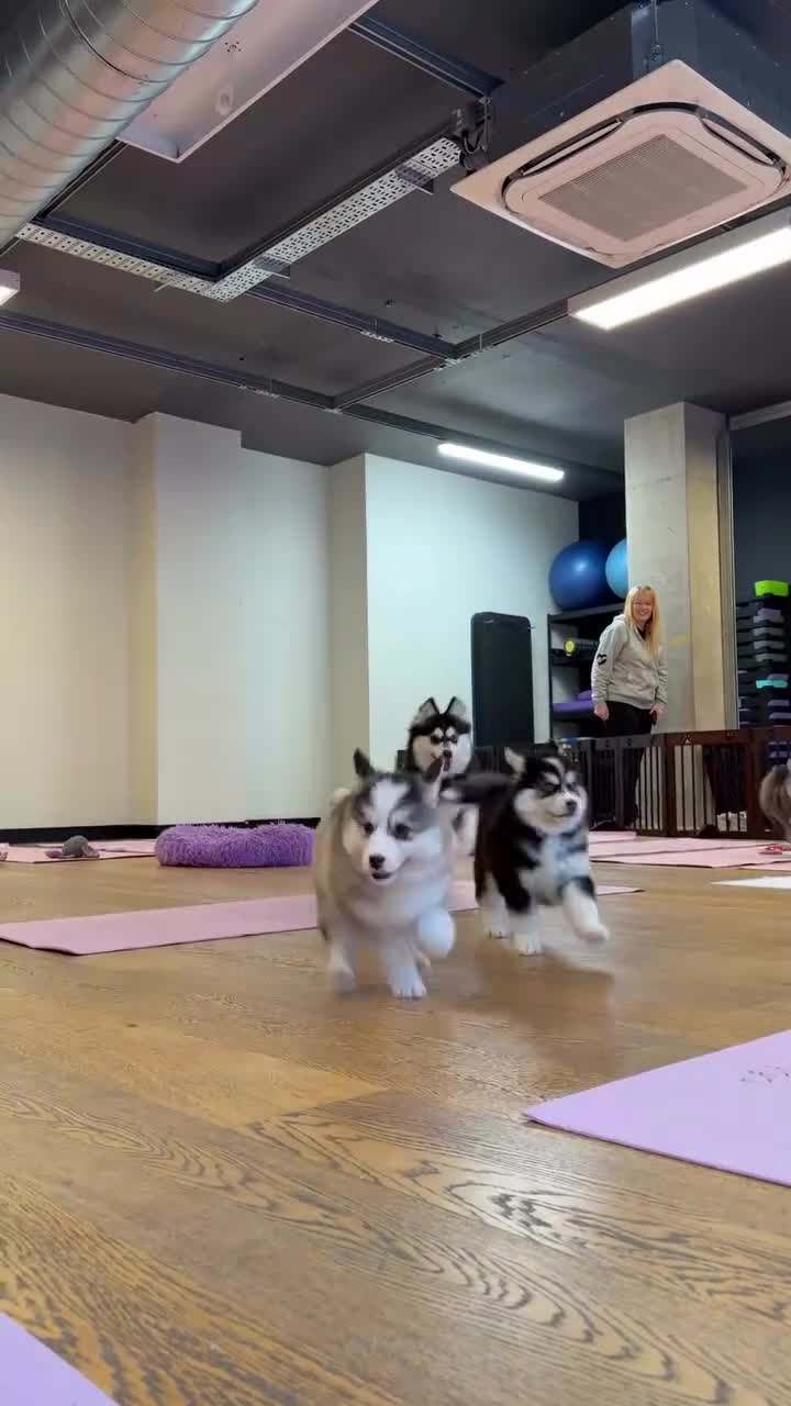 Pomsky dogs for sale: Healthy tested Pomskies Puppies Ready. in Fleetwood - Video 1