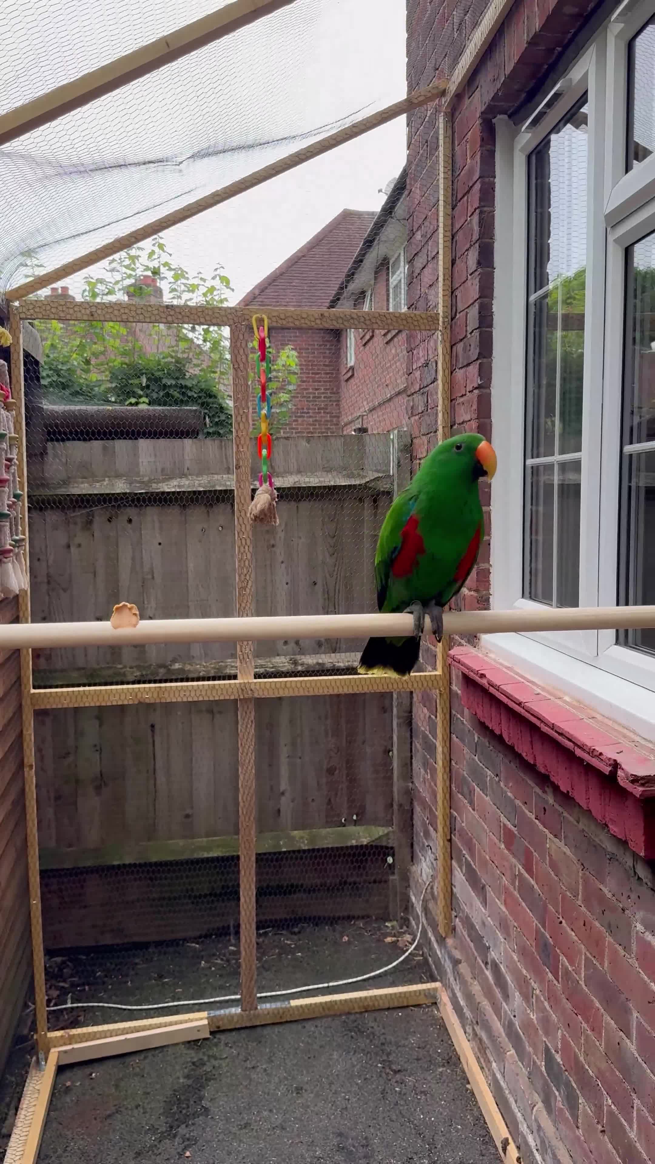 Parrots birds for sale: Male Eclectus parrot - Video 1