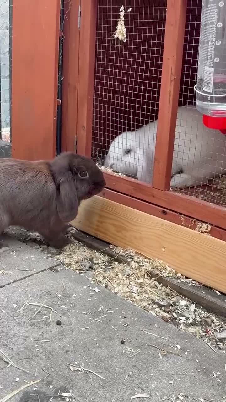 Mini Lop rabbits for sale: mini lops - Video 1
