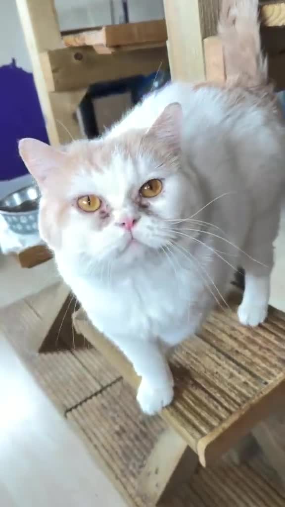 British Shorthair cats for sale: British shorthair Freddy  - Video 1