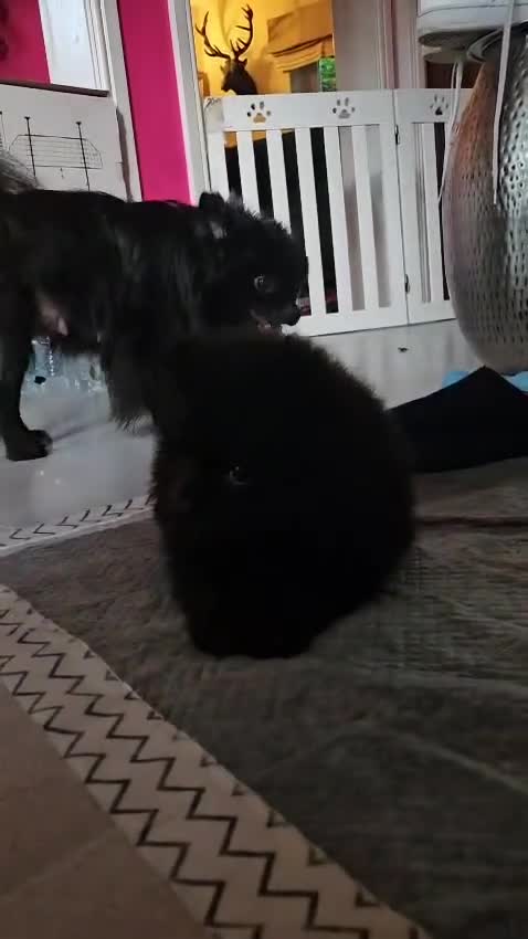 Pomeranian dogs for sale: Beautiful black pomeranian puppies - Video 2